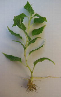 Plant raciné in vitro sur milieu gélosé d'Actinidia rubricaulis